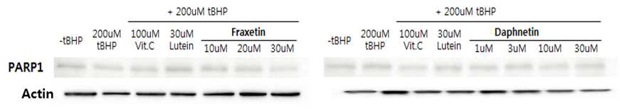 Parthanatos: Fraxetin과 daphnetin이 PARP1에 미치는 영향