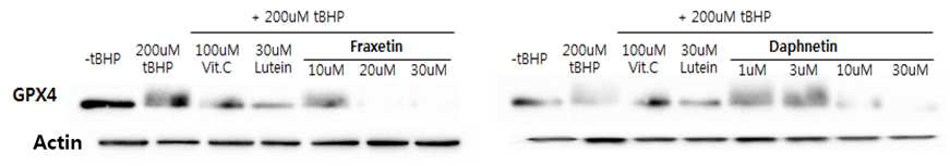 Ferroptosis: Fraxetin과 daphnetin이 GPX4에 미치는 영향