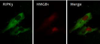 대조군에서 HMGB1과 RIPK3의 위치