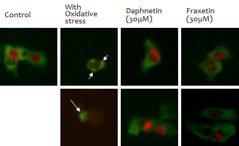 HCS: Daphnetin과 fraxetin의 산화스트레스 유발 세포사멸 억제 결과
