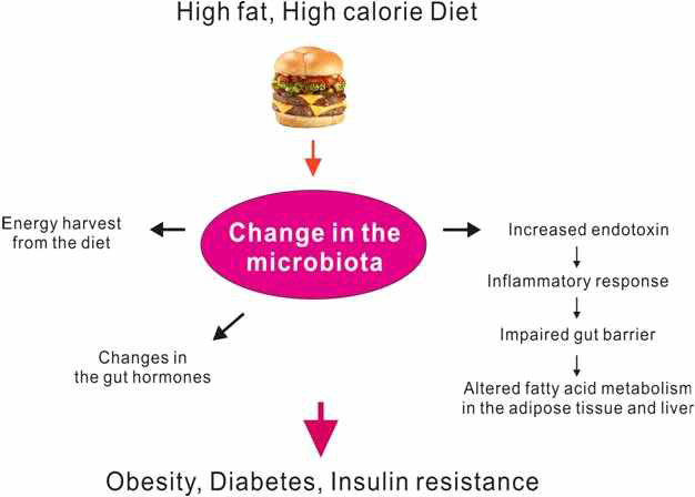 장내 세균총 조성변화에 의한 비만, 당뇨, 인슐린 저항성의 발생 경로