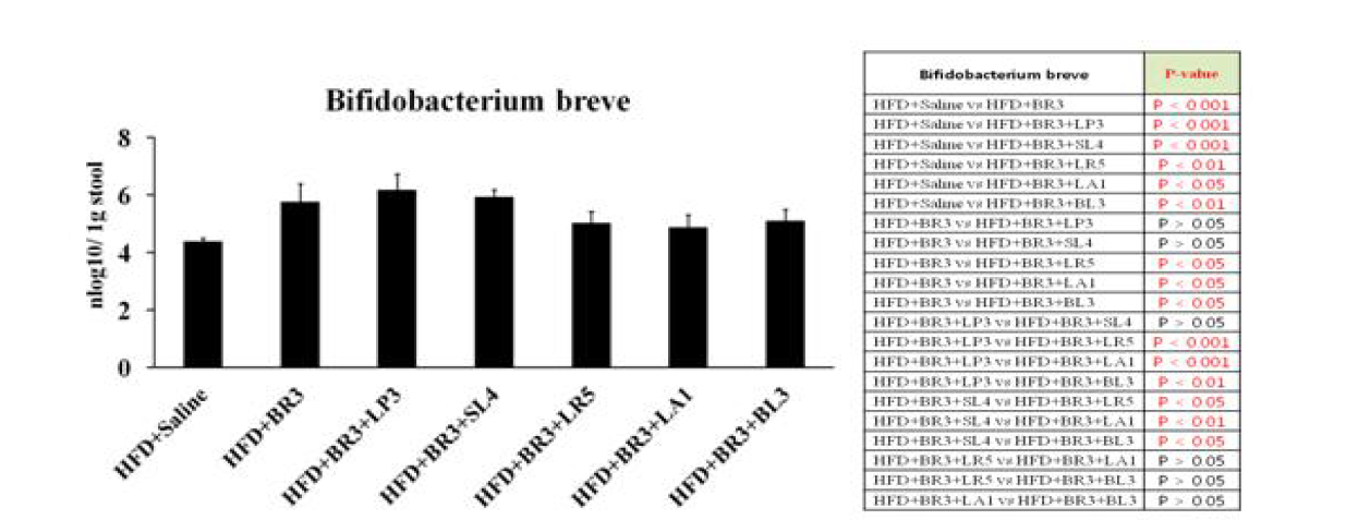 비만 개선 복합 probiotics 균주의 B. breve 정량 분석 결과