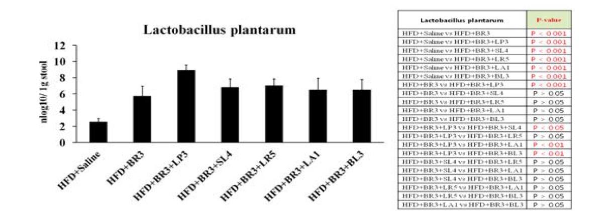 비만 개선 복합 probiotics 균주의 L. plantarum 정량 분석 결과