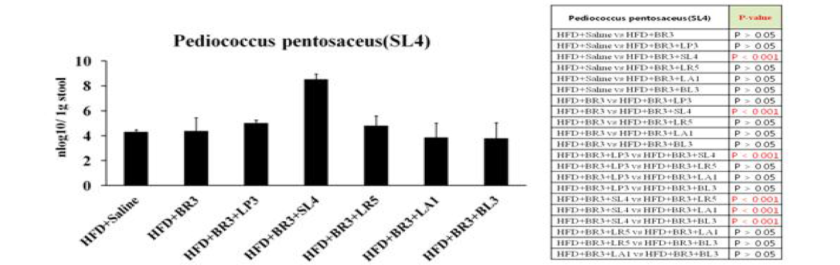 비만 개선 복합 probiotics 균주의 P. pentosaceus 정량 분석 결과