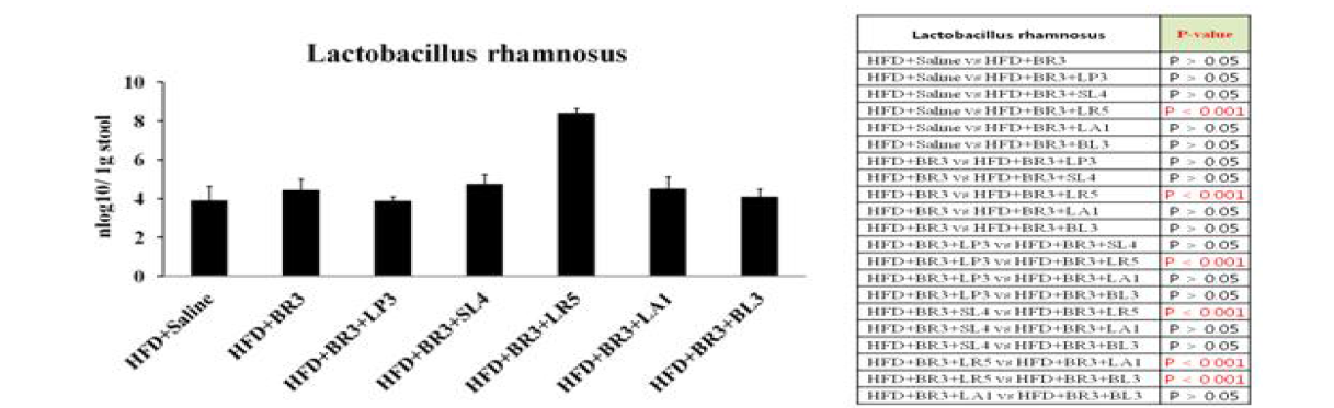 비만 개선 복합 probiotics 균주의 P. rhamnosus 정량 분석 결과