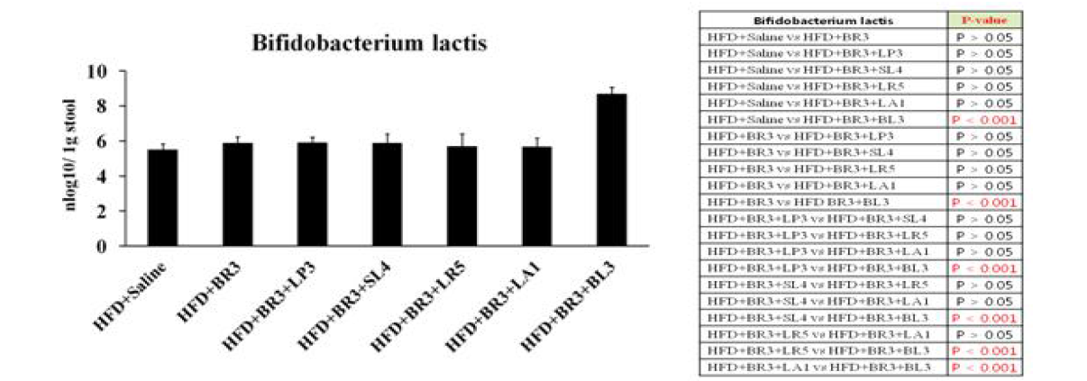 비만 개선 복합 probiotics 균주의 B. lactis 정량 분석 결과