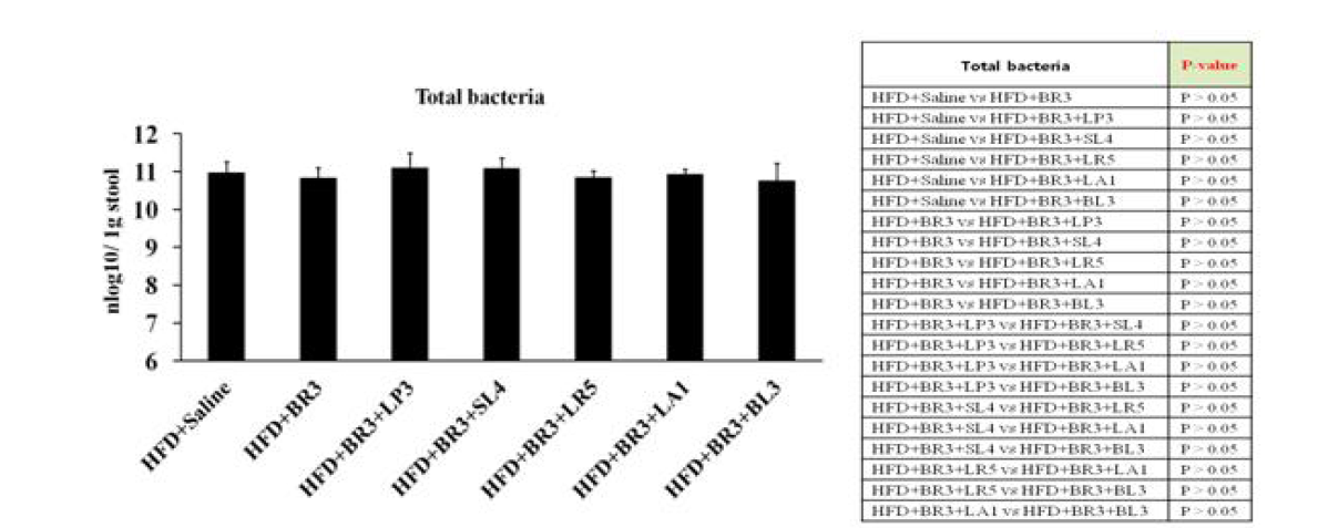비만 개선 복합 probiotics 균주의 total bacteria 정량 분석 결과