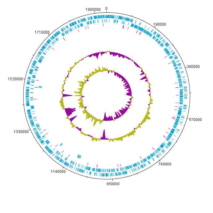 Bifidobacterium animalis (BL3) 원형 유전체 지도