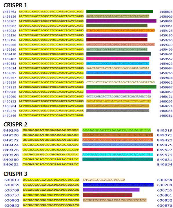 B. animalis (BL3) 의 CRISPR repeat regions