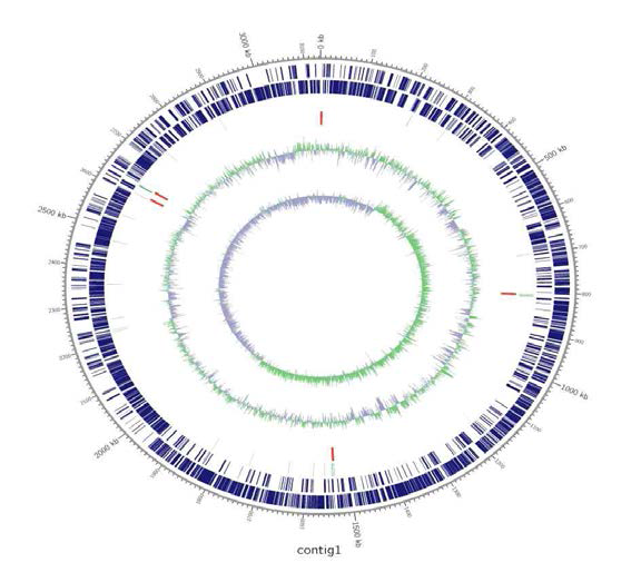 Lactobacillus casei의 원형 유전체 지도
