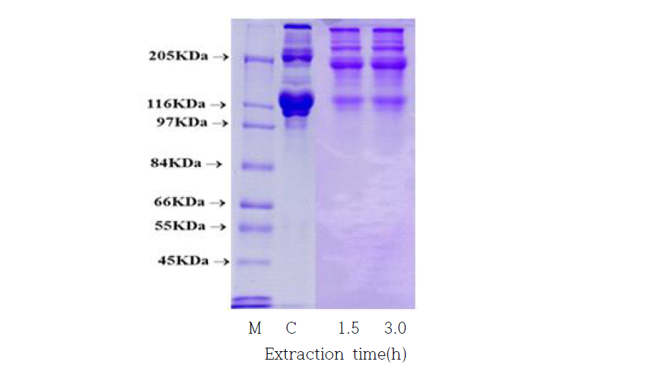 SDS-PAGE patterns of collagen treated with pepsin