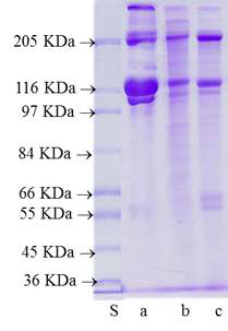 SDS-PAGE patterns of collagen extracted from flatfish by industrial ultrasonic system