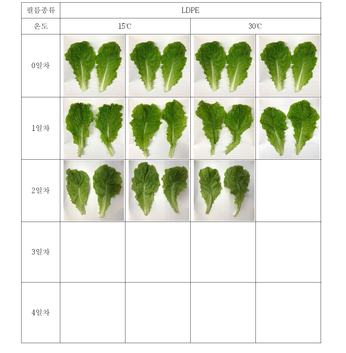 필름종류에 따른 온도별 상추의 외관