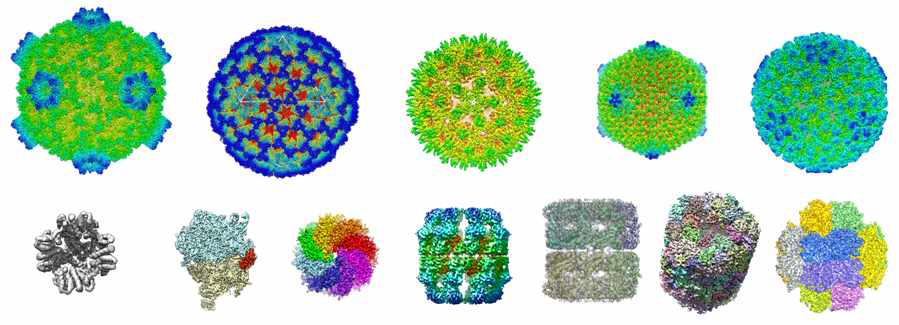 Cryo-EM을 통해 규명된 준원자 수준(3∼5Å)의 바이러스 및 단백질 복합체의 구조