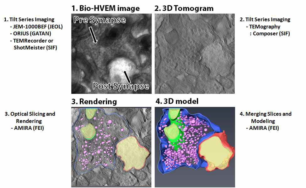 Electron Tomography를 통한 3차원 모델 구현 모식도