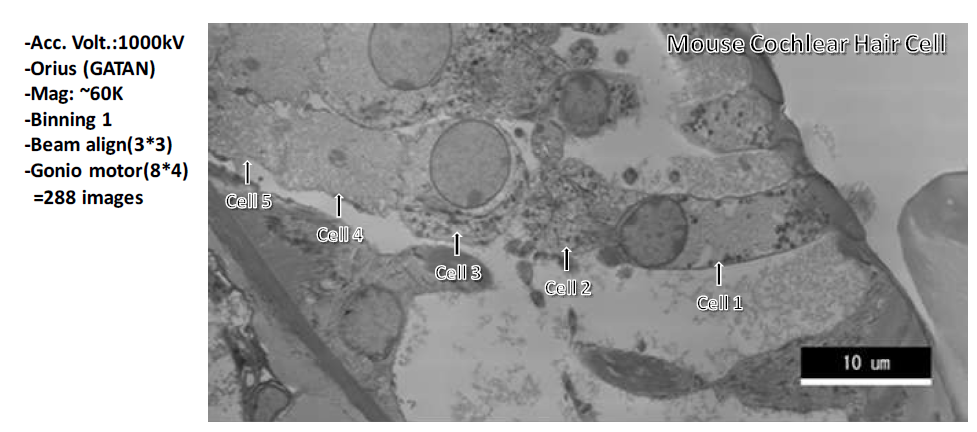 Mouse cochlear hair cell들의 배열에 대한 Limitless Panorama image