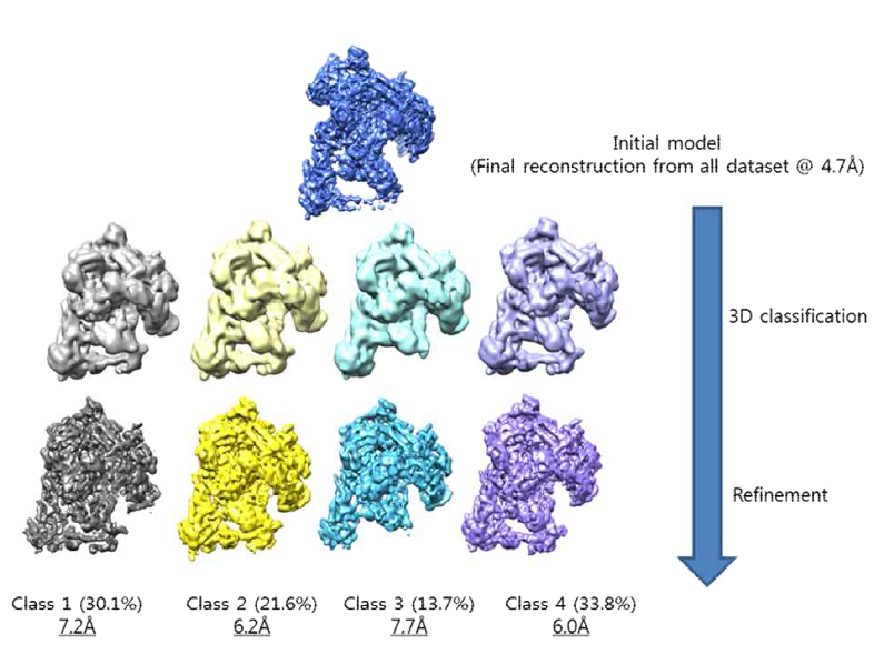 RNA polymerase 단백질의 다양한 conformation의 3D classification 및 고분해능 3차 구조 분석