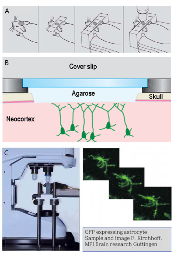 Intra-Vital Imaging