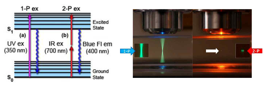 낮은 광독성과 깊은 침투력의 비선형 2광자 현미경의 원리