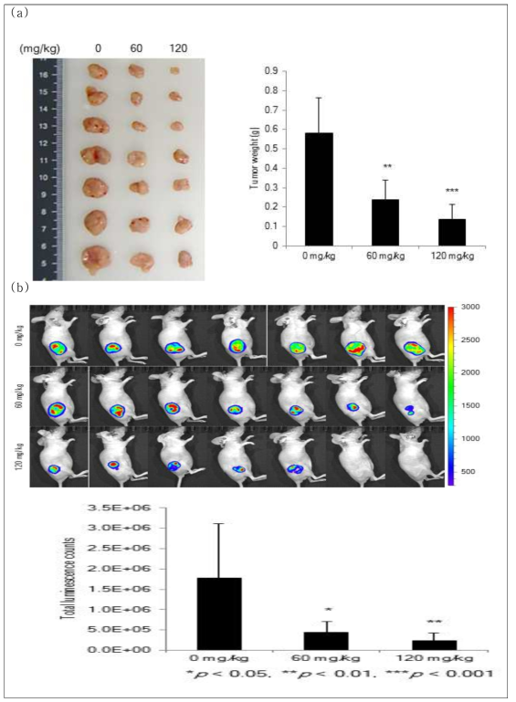 (a) DGG-200337 약물 경구투여 종료 후 수확한 종양과 해당 종양무게의 평균(**P<0.01 ***P<0.001 Student