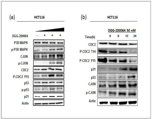 (a) 대장암 세포(HCT116)에 선도물질 DGG-200064 (0,10,50,100 nM)를 6시간 처리 후 농도에 따른 변화 (b) 대장암 세포(HCT116)에 선도물질 DGG-200064 (50 nM)를 처리 후 시간에 따른 변화시간별로 처리 했을 때 C-Jun protein의 양이 증가