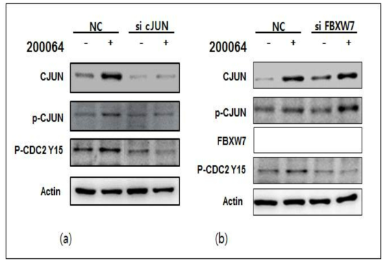 (a) 대장암 세포(HCT116)에서 C-jun 발현을 억제 후 선도물질 DGG-200064 50 nM을 24시간 처리 후 변화. (b) 대장암 세포(HCT116)에서 FBXW7 발현을 억제 후 선도물질 DGG-200064 50 nM을 24시간 처리 후 변화.