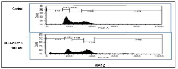 FACS 분석을 통한 대장암세포(HCT116)에서 DGG-200216의 G2/M 세포증식 억제 확인.