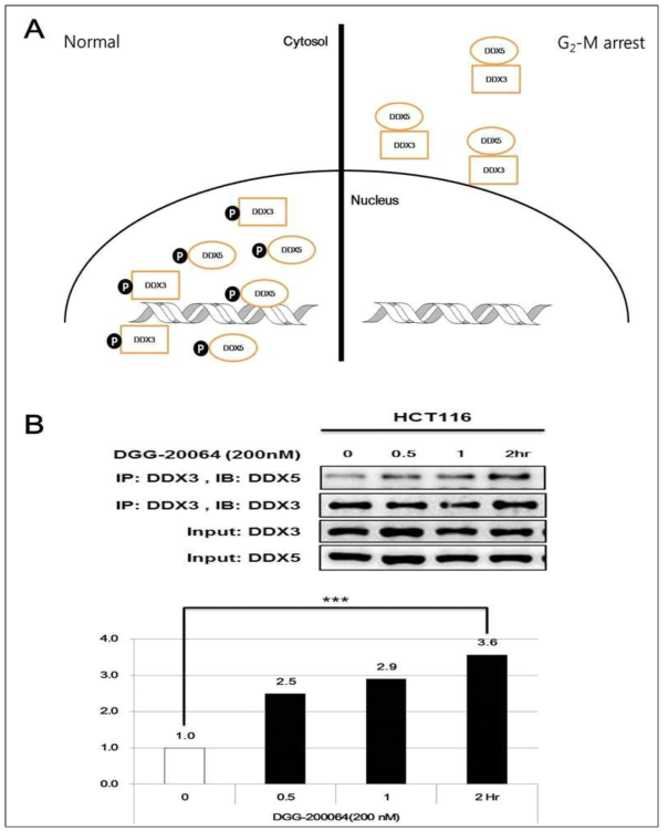 선도물질 DGG-200064 처리 시, DDX5와 DDX3의 결합이 증가.