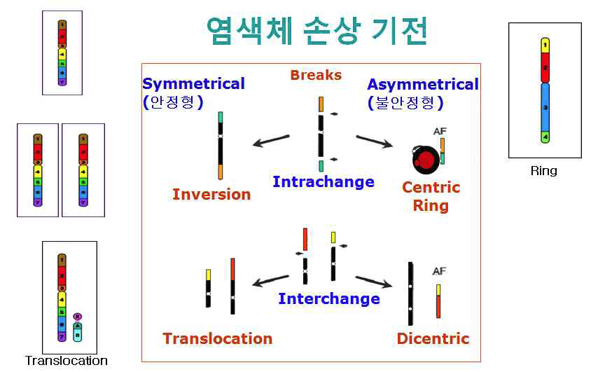 방사선에 의한 사람 염색체의 손상 기전 모식도.