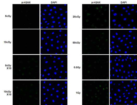 정상세포에 방사선을 단일 또는 반복 조사 후 p-H2AX 염색을 통한 DNA 손상분석