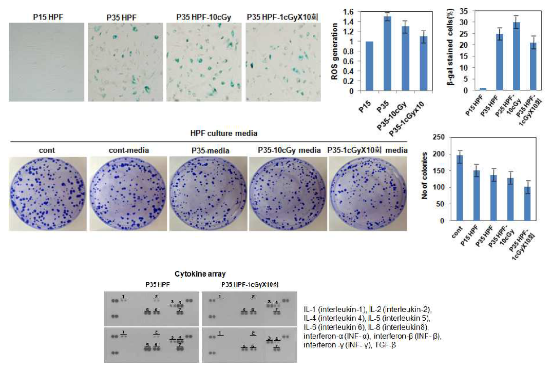 손상세포에서 분비하는 cytokine연구cytokine 분석