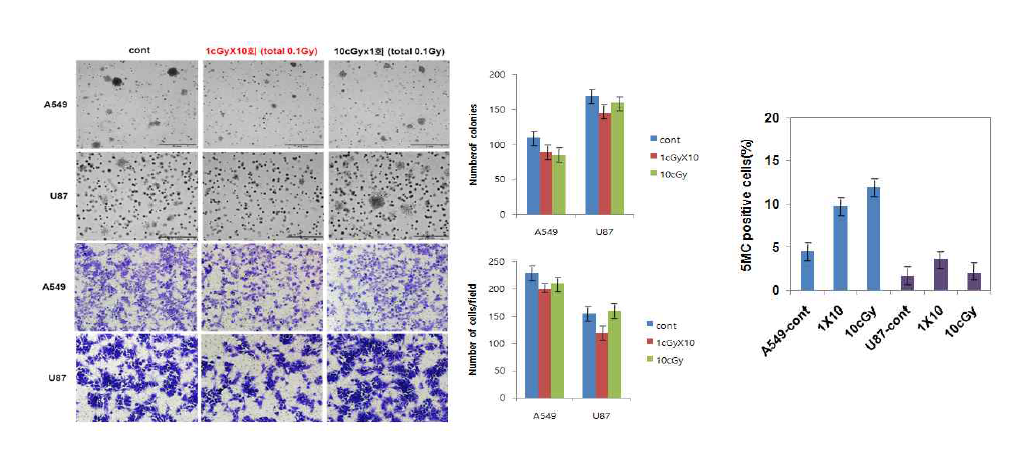저선량방사선이 암세포주의 메틸화에 미치는 영향 분석