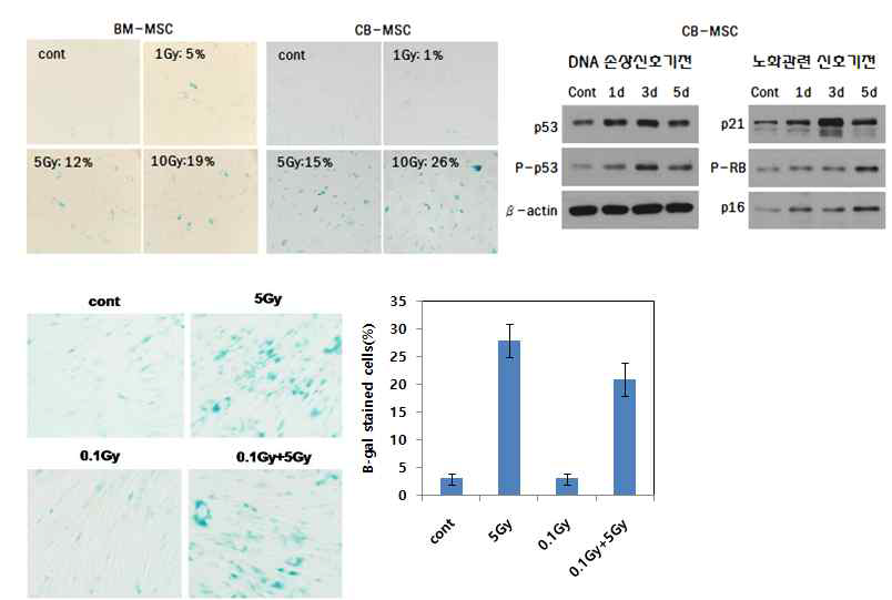 저선량방사선 조사 후 고선량방사선에 의한 세포노화 감소