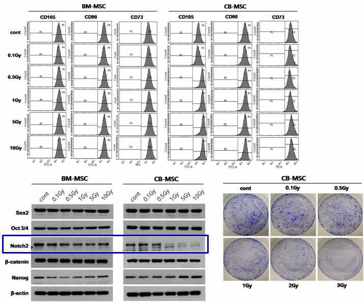 방사선 선량에 따른 줄기세포의 분화마커 및 단백질 변화 비교