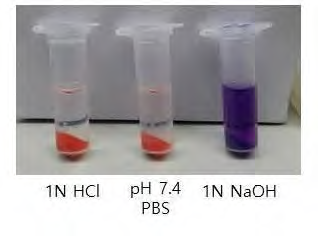 pH에 따른 독소루비신-벤토나이트 복합체로부터의 약물 방출 변화