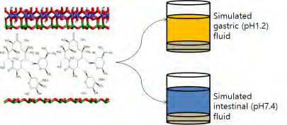 모의 위액(pH 1.2)과 장액(pH 7.4)을 사용한 스멕타이트-CLR 복합물의 용출 테스트