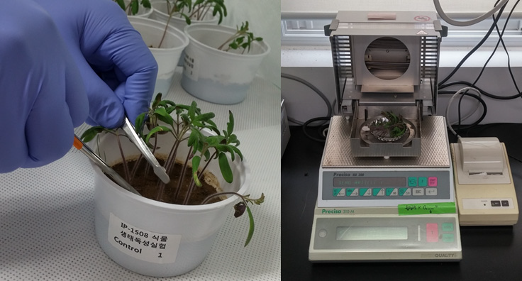 식물 건중량 측정 사진.
