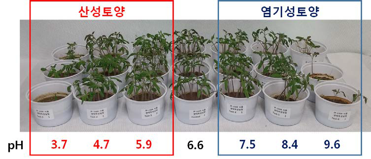 식물 생태독성 실험 사진