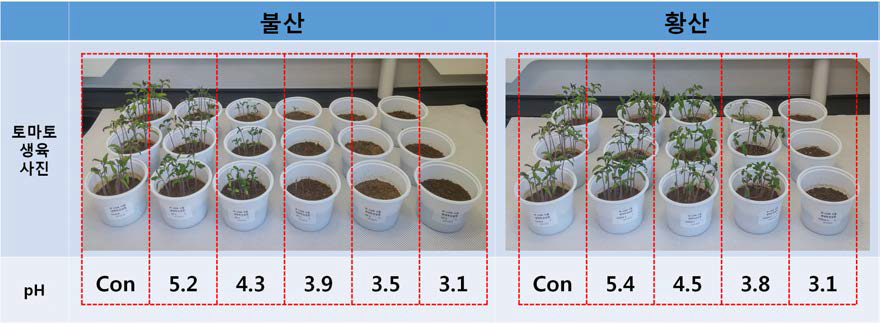 불산과 황산으로 노출된 토양의 토마토 생육 사진.