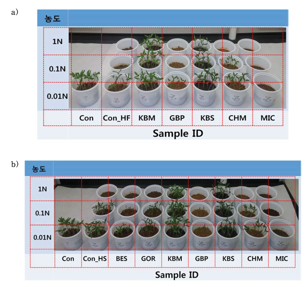 a)불산과 b)황산으로 노출된 토양의 토마토 생육 사진.
