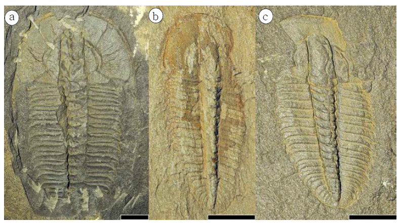 Zacanthoididae gen. & sp. indet.