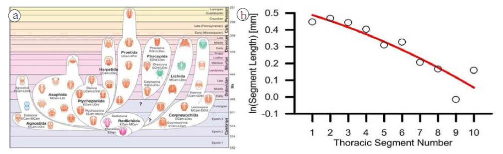 (a) 고생대 당시 삼엽충군의 주요 분류군. (b) 캠브리아기 제2세 삼엽충 Ptychopariida gen. & sp. indet. 1의 몸통 마디길이 비율. 전방 첫 번째 마디에서 10번째 마디까지의 길이 그래프