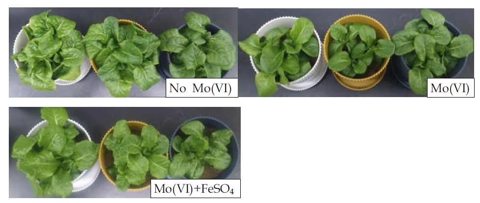 6가 몰리브덴과 FeSO4 처리 토양에서 상추 생육 결과