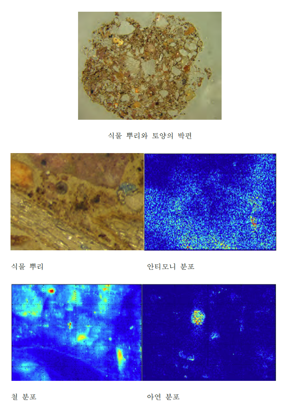 식물 뿌리와 토양 core 시료의 박편 및 μ-XRF를 이용한 식물 뿌리와 근처 토양의 안티모니, 철, 아연 분포 분석 결과