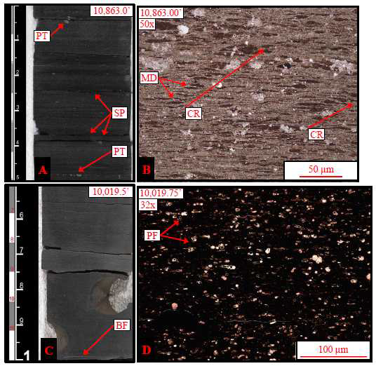 퇴적암상 1 – Laminated Argillaceous Mudstone의 시추코어 및 박편사진