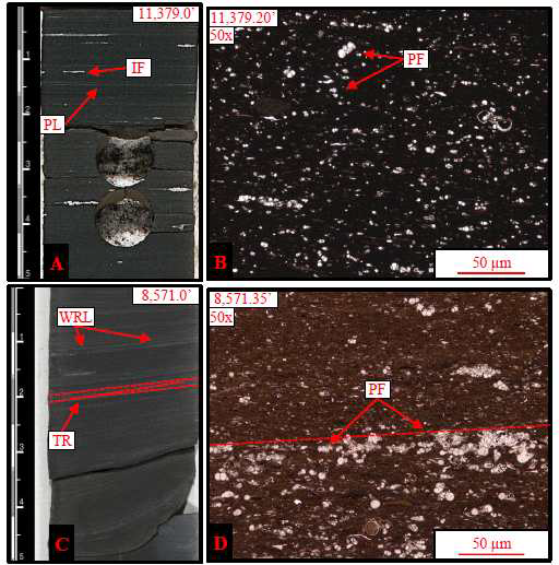 퇴적암상 2 – Weakly Laminated Calcareous Foraminferal Mudstone의 시추코어 및 박편사진