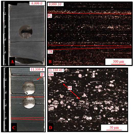 퇴적암상 3 – Laminated Foraminiferal Wackestone의 시추코어 및 박편사진