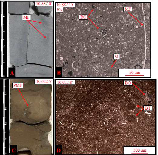 퇴적암상4 – Bioturbated Skeletal Lime Wackstone의 시추코어 및 박편사진