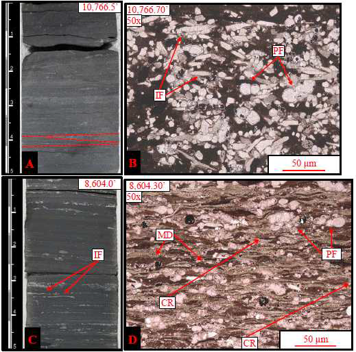 퇴적암상 5 – Laminated Incoceramid and Foraminferal Wackestone to Packstone의 시추코어 및 박편사진