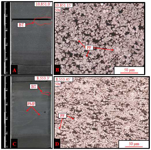 퇴적암상 7 – Foraminiferal Packstone to Grainstone의 시추코어 및 박편사진